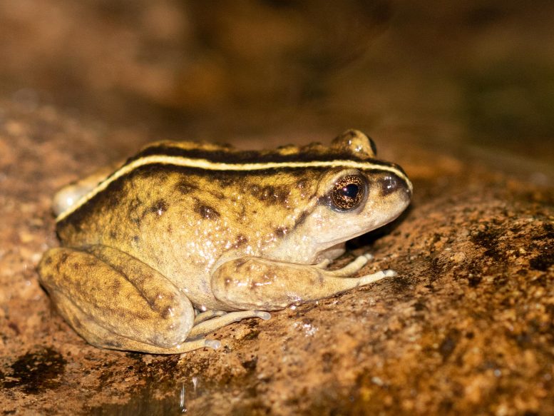 A Male Individual of Alsodes Vittatus