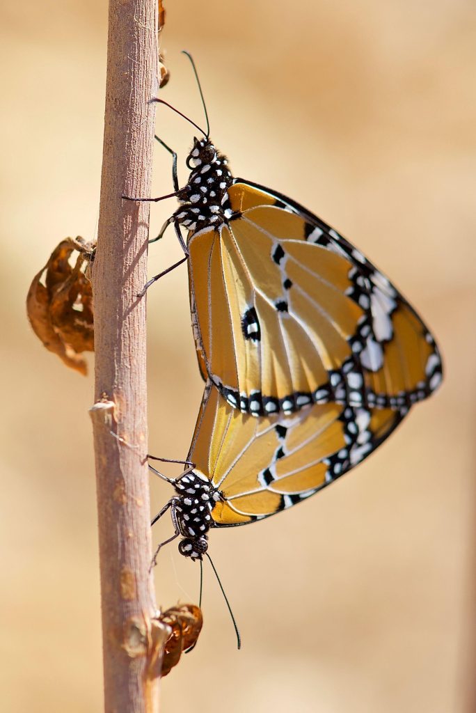 A Male and Female African Monarch Mating