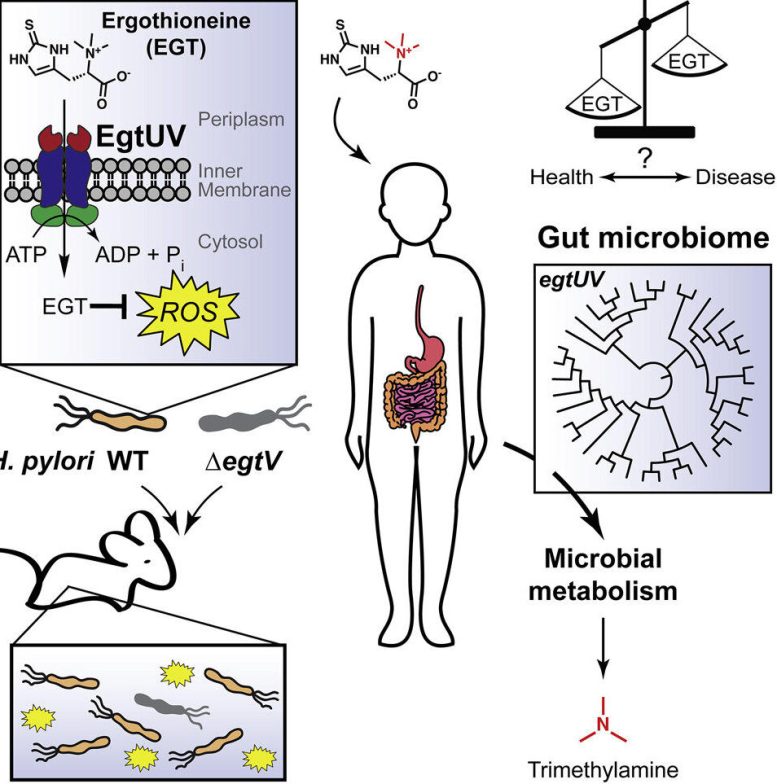 A Microbial Transporter of the Dietary Antioxidant Ergothioneine
