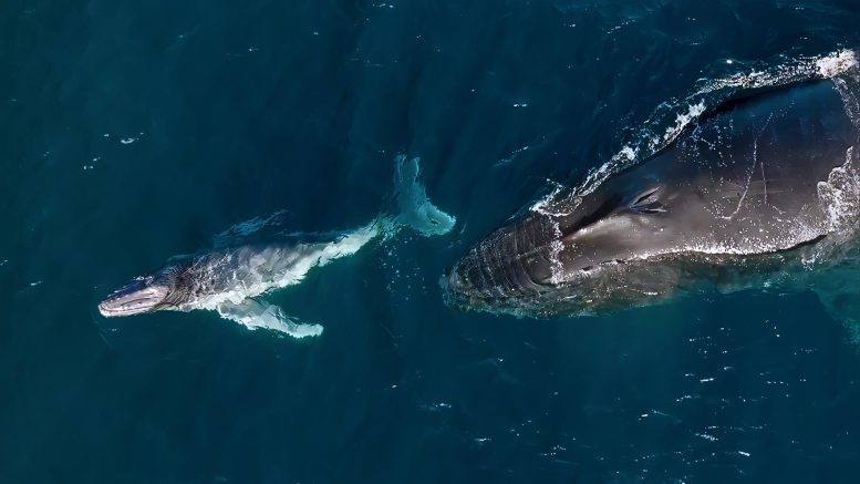 A Mother and Baby Humpback Whale in Kiama