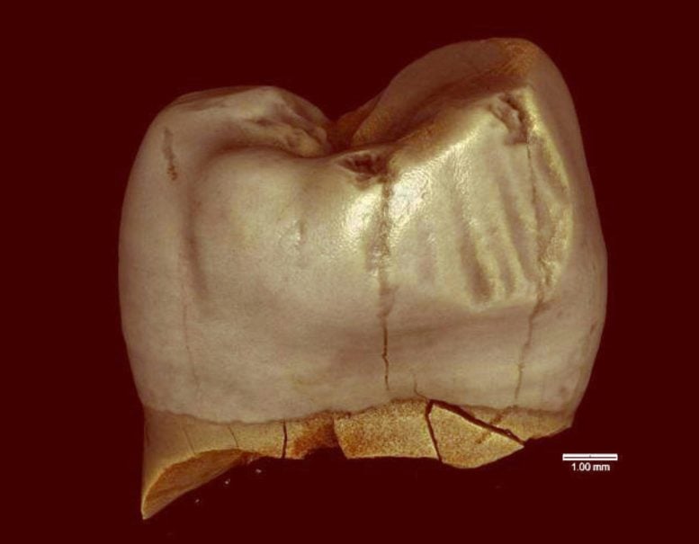 A Neanderthal Molar