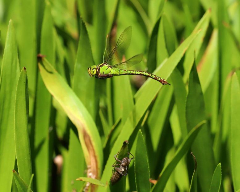 A Newly Emerged Dragonfly Takes Flight
