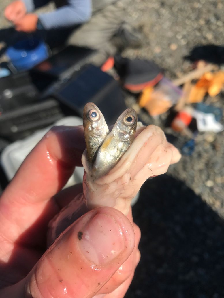 A Pair of Juvenile Chinook Salmon