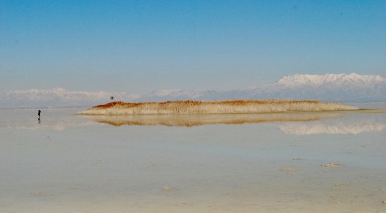 A Pragmities Covered Mound of Farmington Bay
