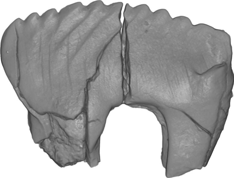 A Premolar of Camurodon Borealis