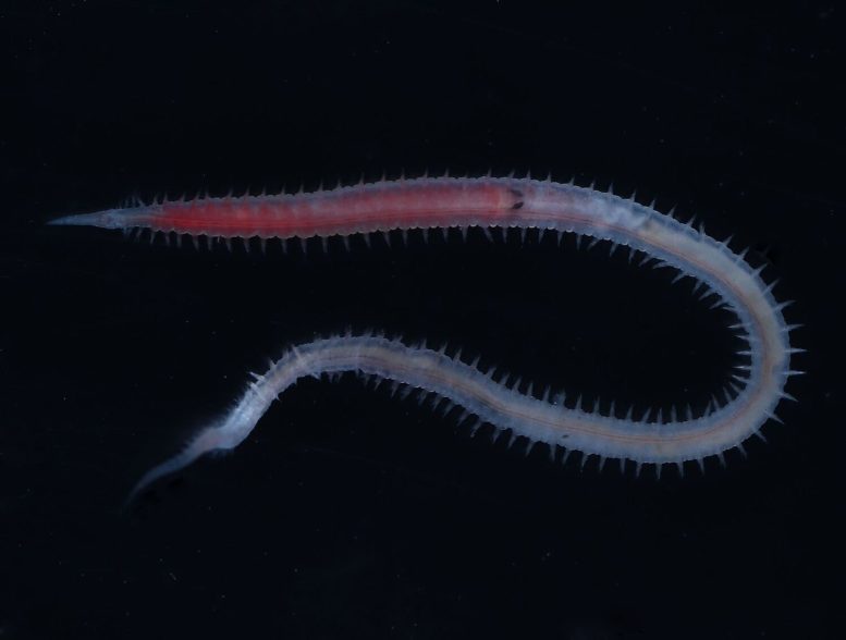 A Previously Undescribed Bristle Worm From the Glyceridae Family