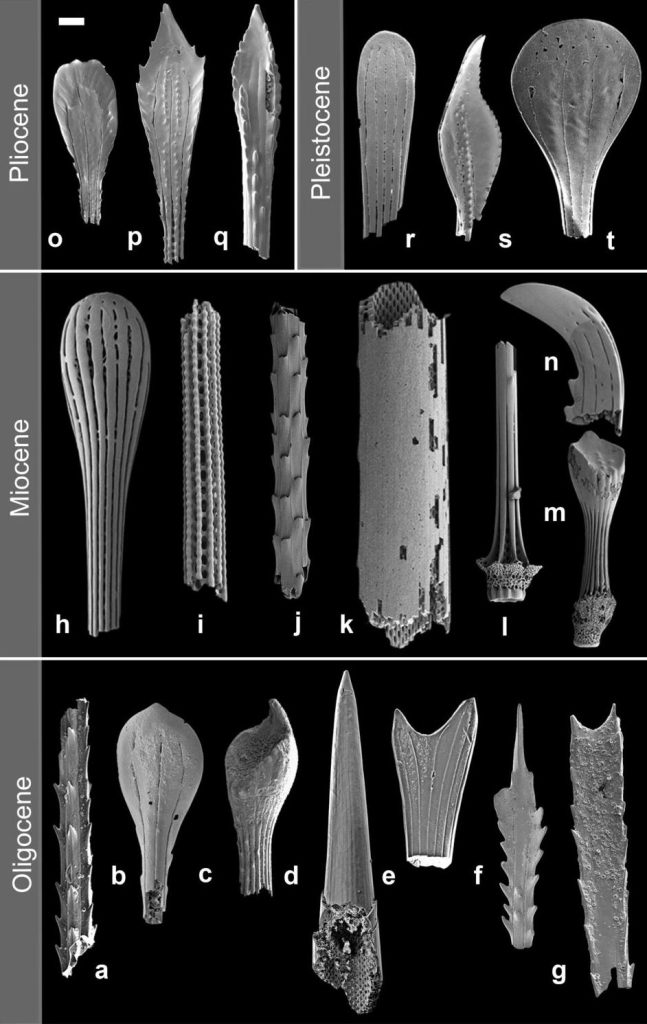 Une gamme d'épines d'oursins de différentes périodes de l'histoire de la Terre illustrant la diversité des formes