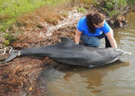 Florida’s Dolphins Are Dying – Why?
