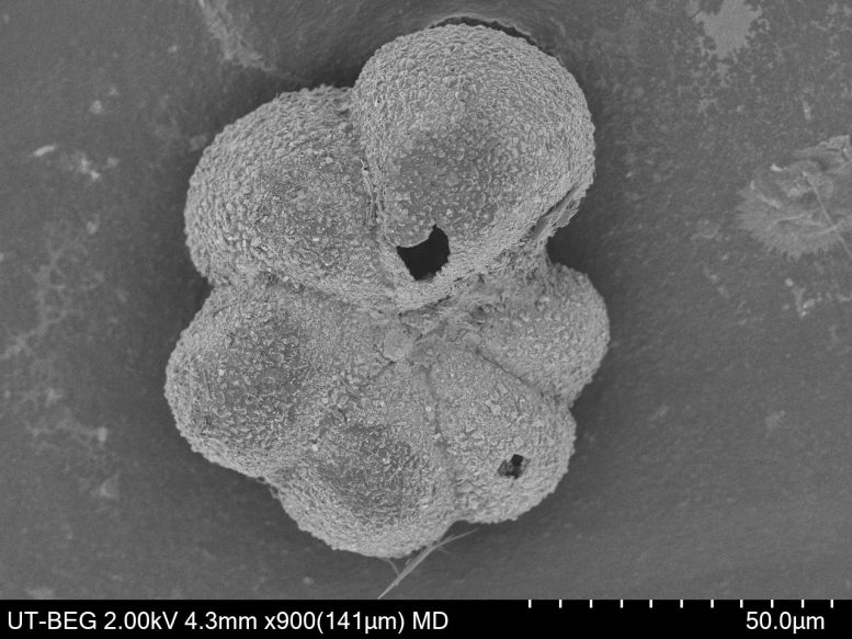 A Scanning Electron Micrograph of Parvularugoglobigerina eugubina.
