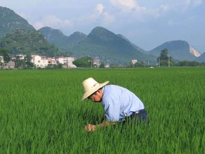 A Scientist Inspects Rice in China