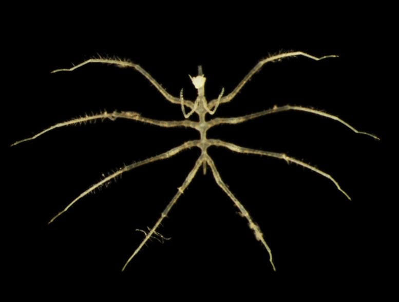 Scientists Discover Hundreds of New Species in One of Earth’s Least Explored Realms