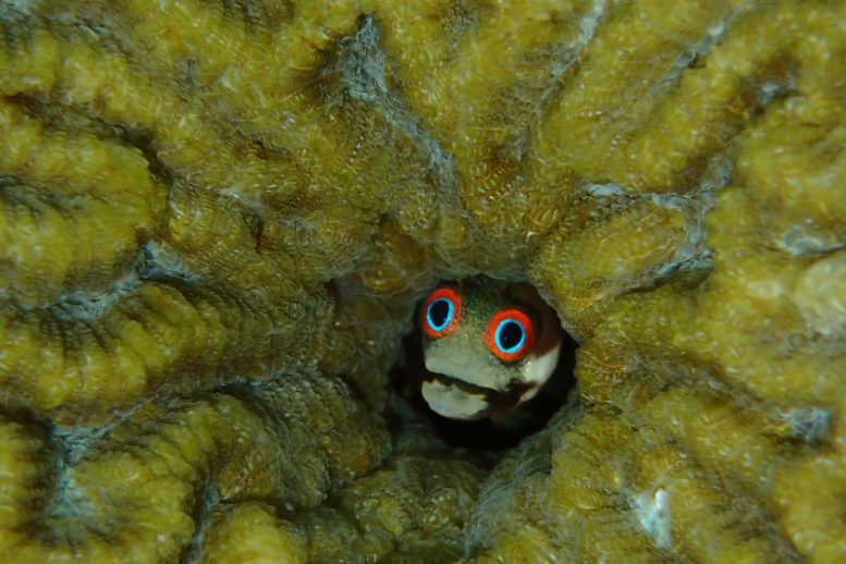 A Secretary Blenny From Panama