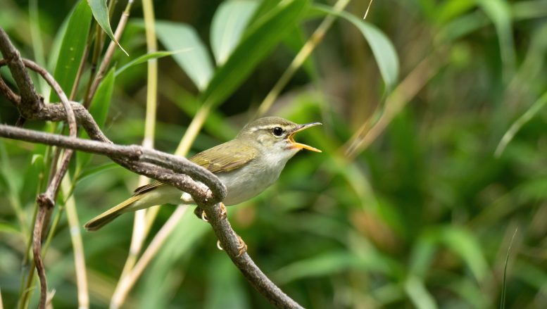 A Singing Male Tokara Leaf Warbler