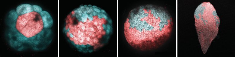 A Single Cell at the 8 Cell Stage Embryo Converted to Red Color