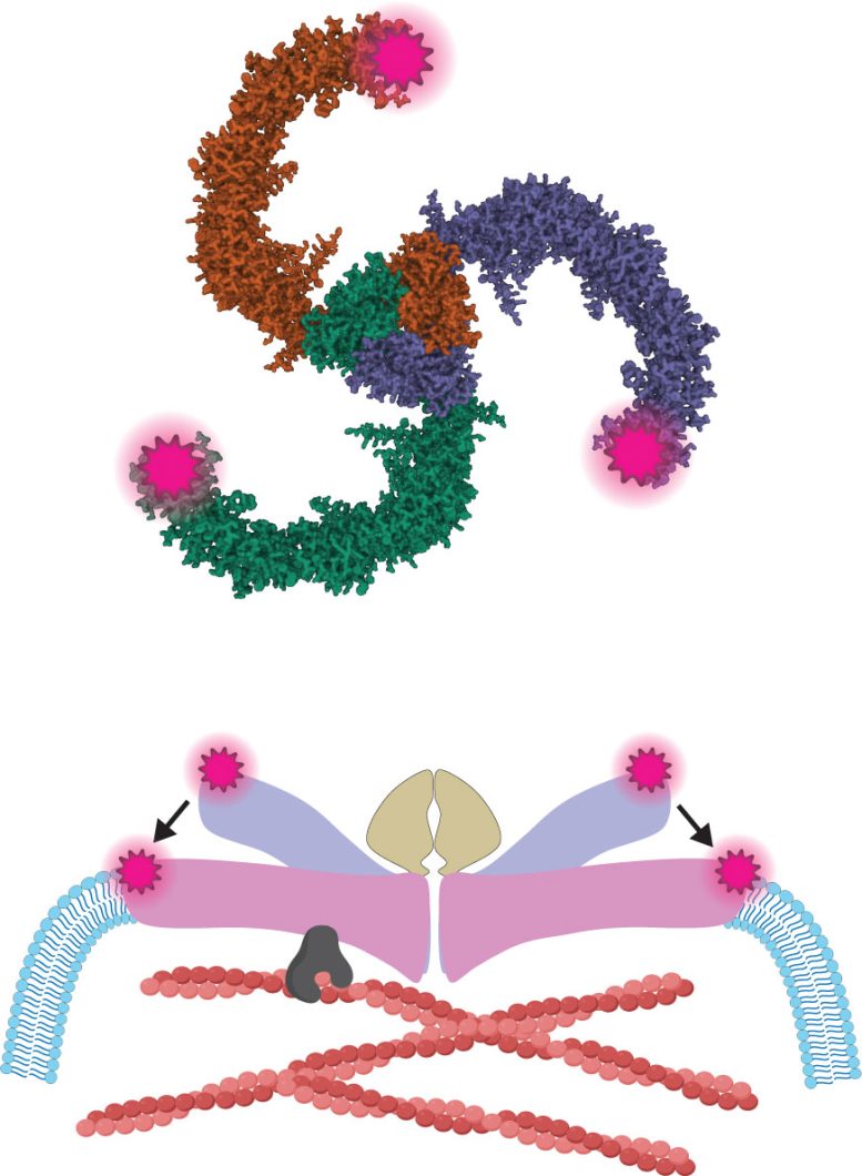 A Structural Model of the Force Sensing Ion Channel PIEZO2
