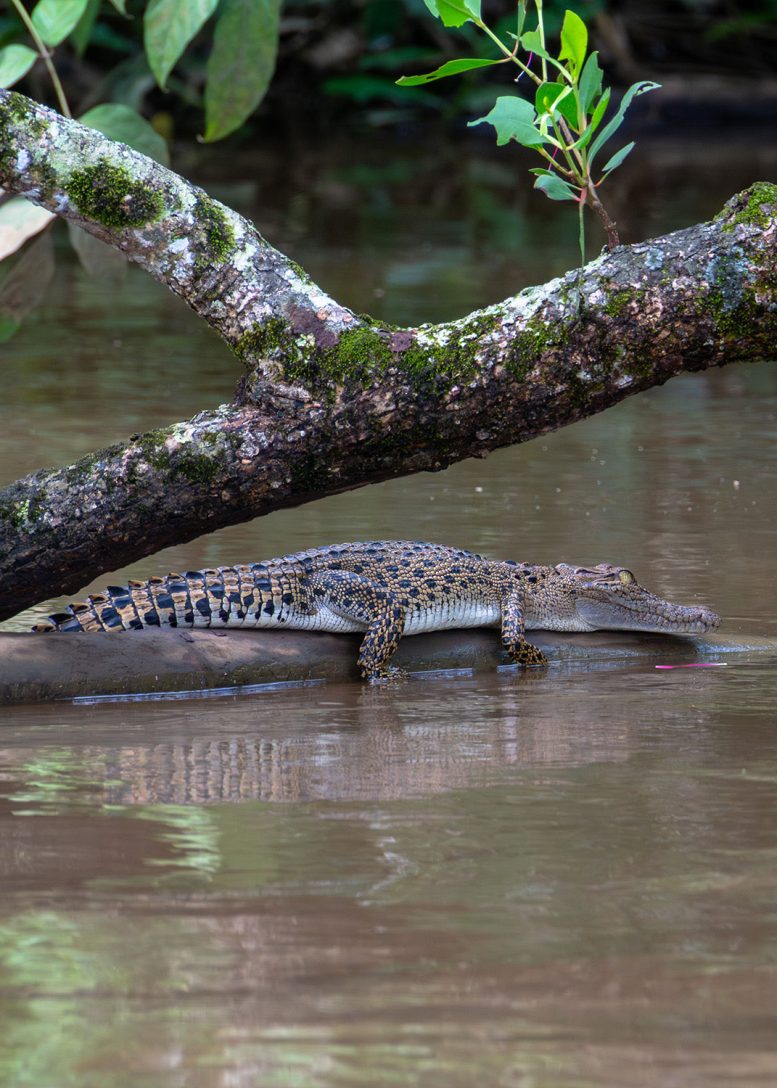 A Subadult Saltwater Crocodile Basking in the Nilgawa River