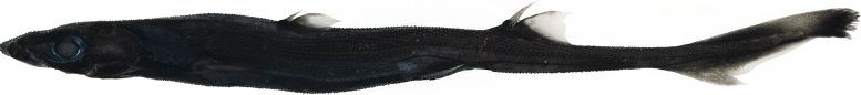 A West Australian Lanternshark