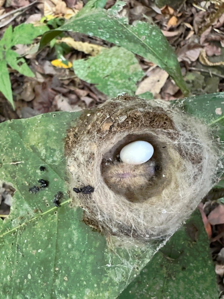 A White Necked Jacobin Hummingbird Chick and an Egg