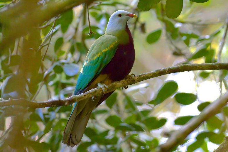 A Wompoo Fruit Dove in Queensland, Australia