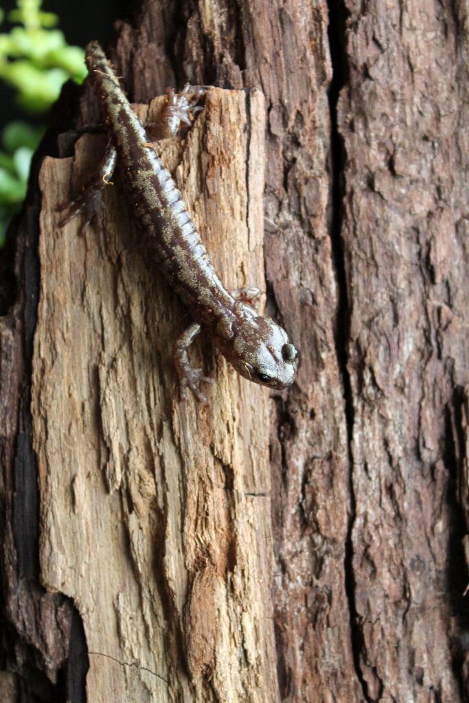 A vagrans Salamander