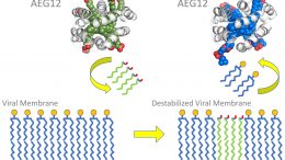 AEG12 Lipid Exchange With Viral Membrane