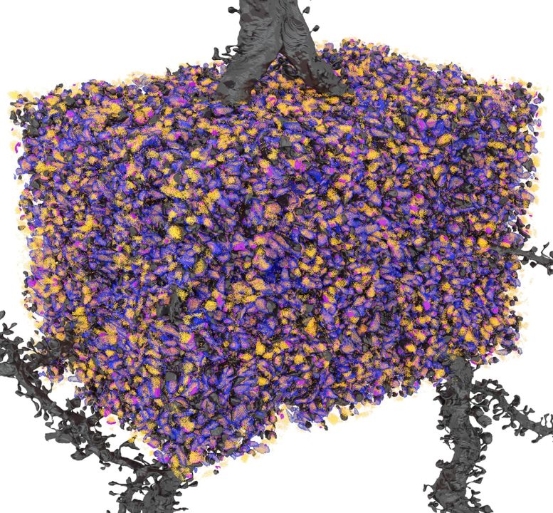 AI Assisted Nanoscale 3D Reconstruction of Neuronal Synapses