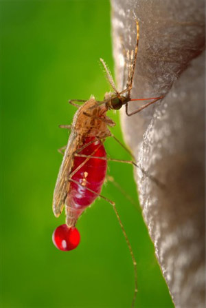 AIDS Drug Offers Protection Against Malaria