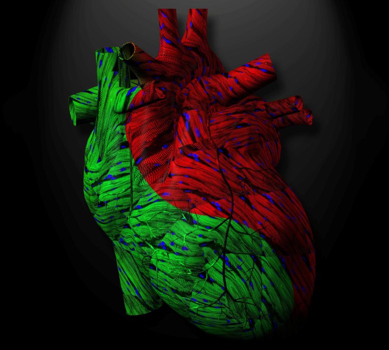 APJ's Yin-Yang Role in Cardiac Function