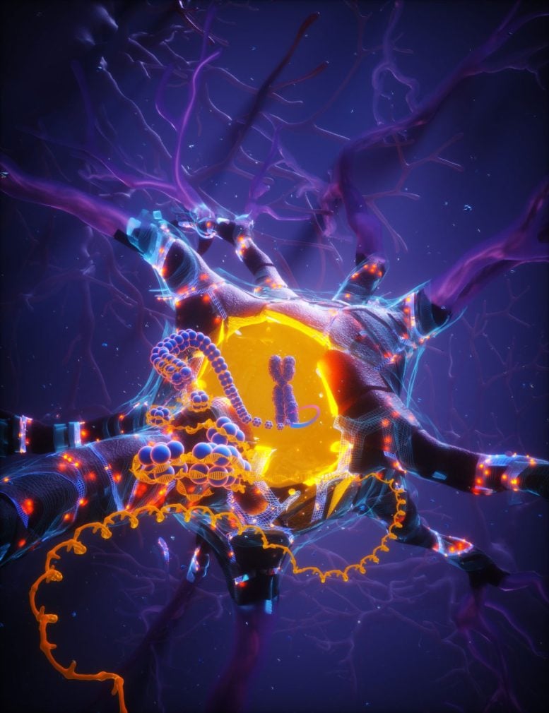 APOE2 Helps Neurons Repair DNA and Resist Aging