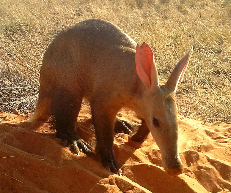 Aardvark Foraging