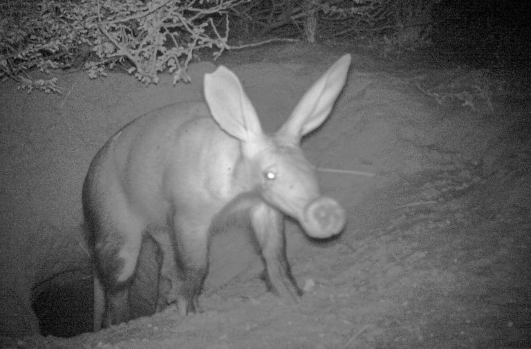 A Sign of Troubled Times: Daytime Aardvark Sightings