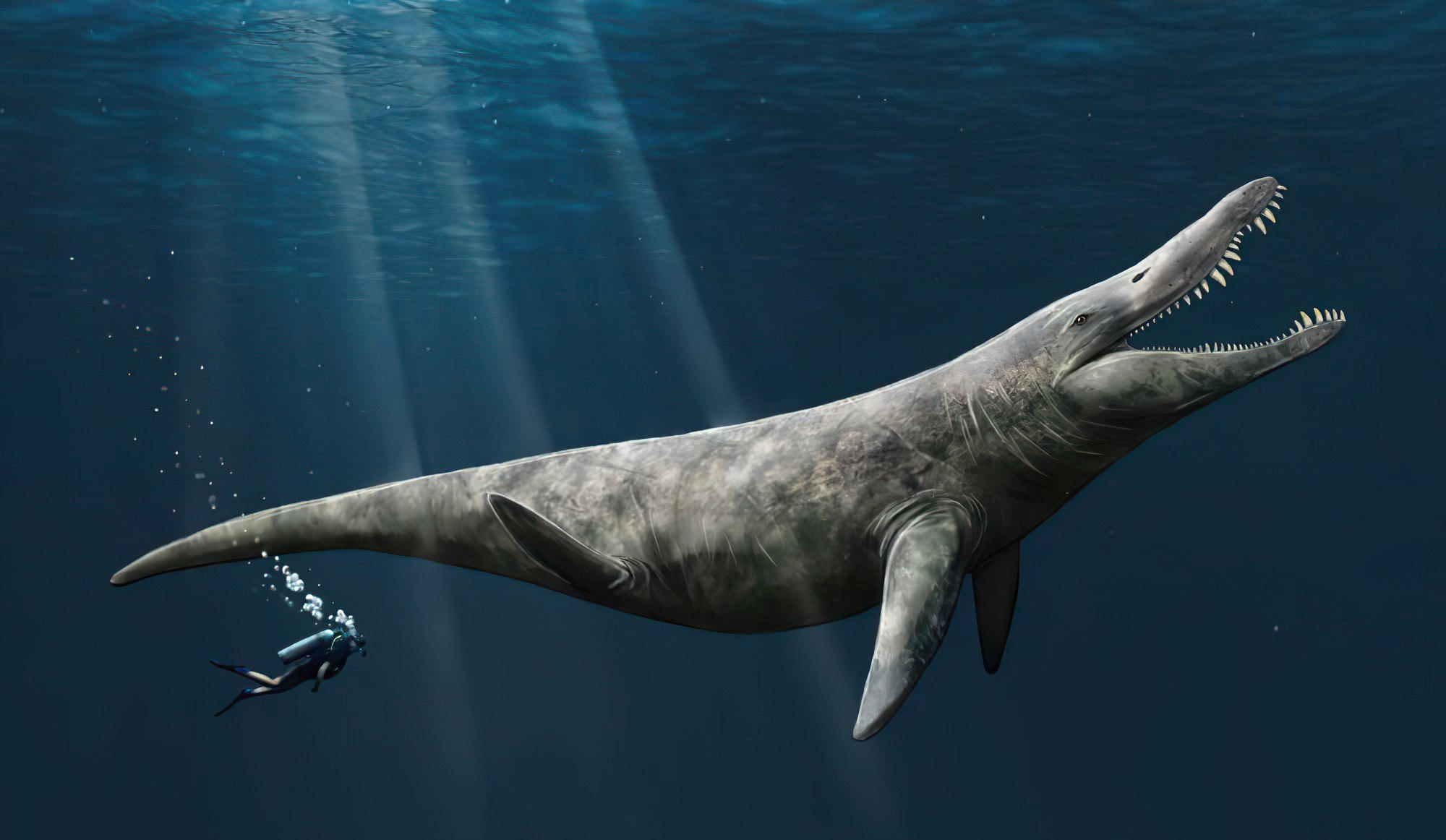 범고래 크기의 두 배 거대한 플리오사우루스가 쥬라기 후기 바다를 헤엄쳤다는 새로운 증거