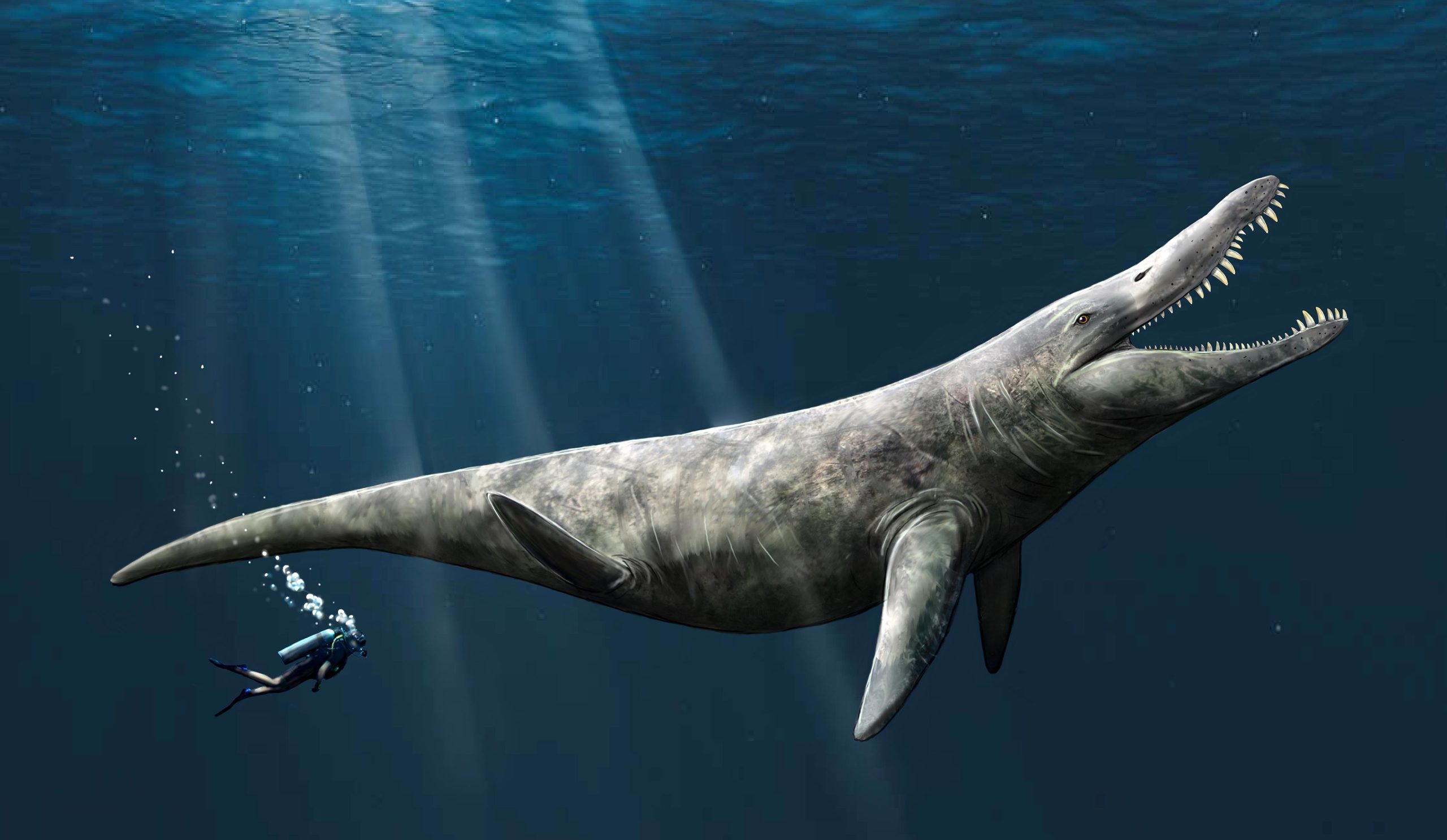 The marine monsters of the Jurassic seas were twice as large as killer whales