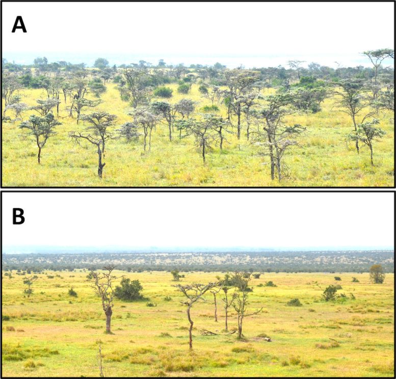 Acacia Trees Both Invaded and Not Invaded by a Small Ant Species
