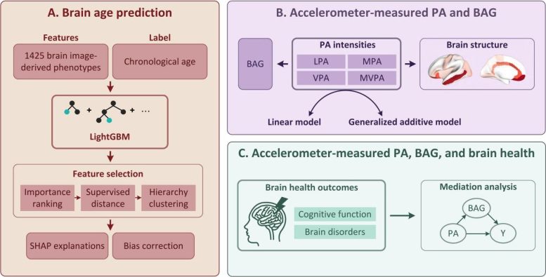 Accelerometers Measured Physical Activity and Neuroimaging Driven Brain Age