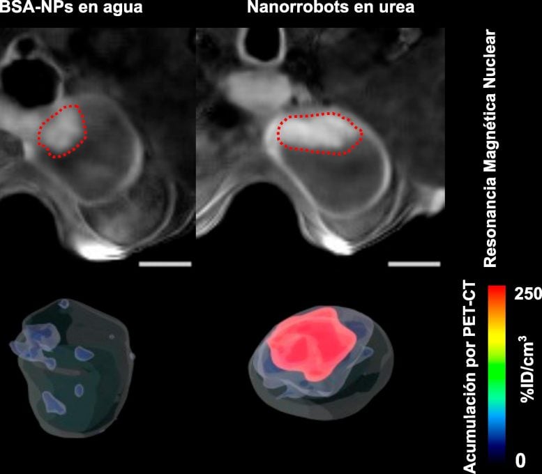 Accumulation of Nanorobots in Bladder Tumor