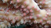 Acropora Coral Pre-Spawning