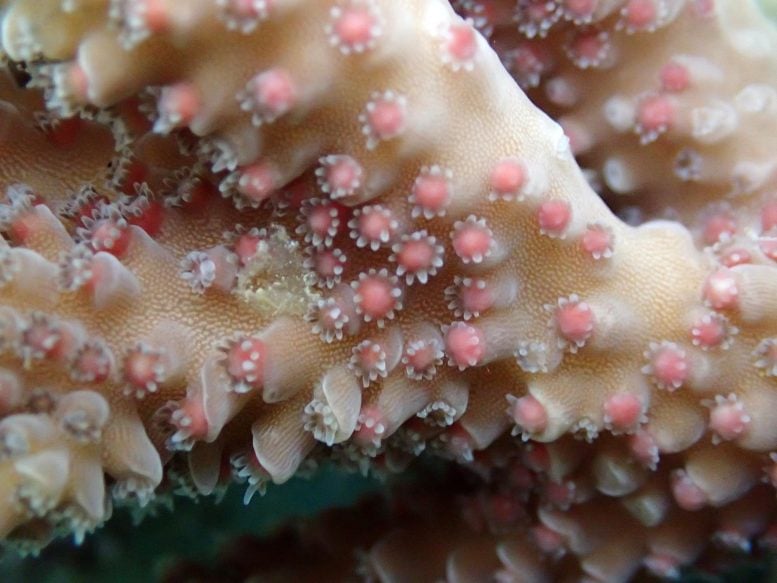 Acropora Coral Pre-Spawning