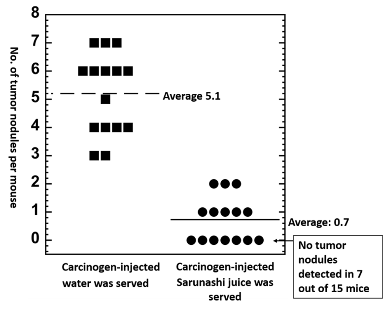 Actinidia arguta Effect on Tumor Nodules in Mouse Lung