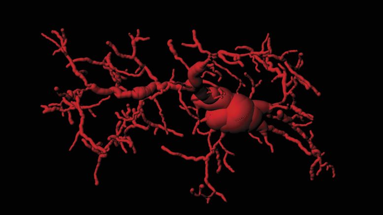 Cervello di topo con cellule microgliali attivate