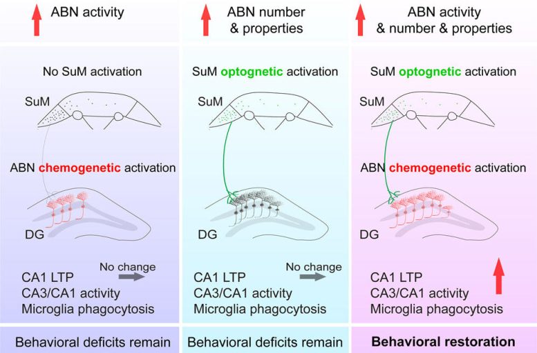 Activation of Hypothalamic Enhanced Adult Born Neurons Restores Cognitive and Affective Function in Alzheimer’s Disease