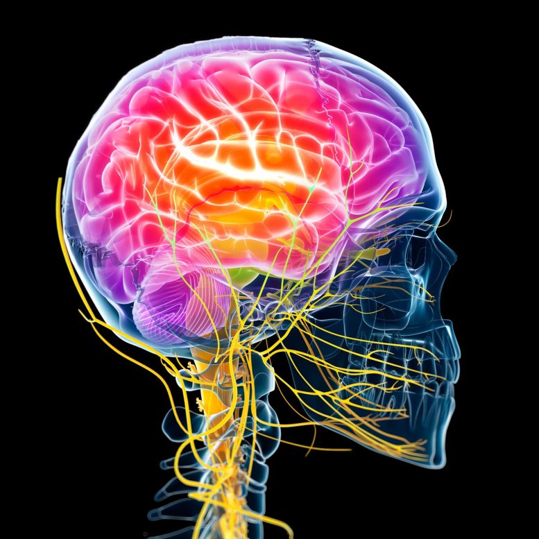Active Brain Scientific Concept Illustration