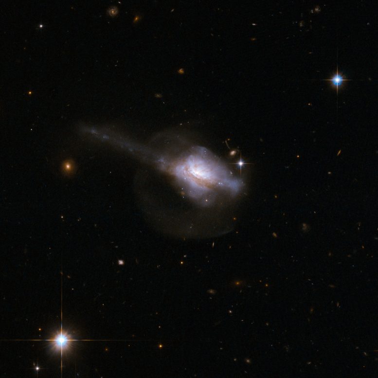 Active Galactic Nuclei and Star Formation