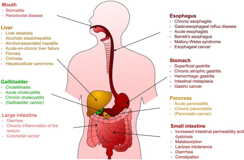 Acute and Chronic Pathological Effects of Ethanol on the Digestive System