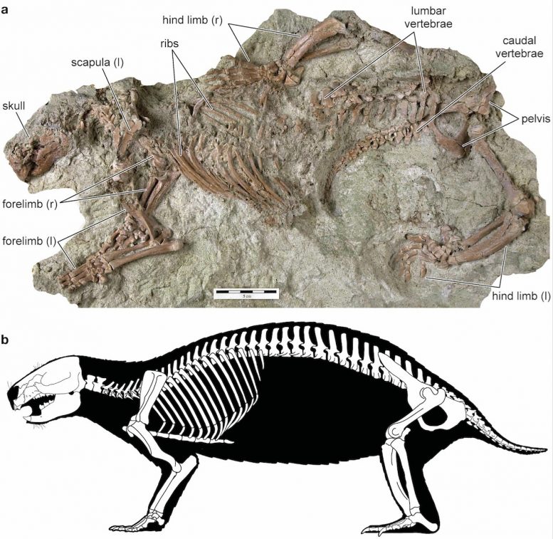 Adalatherium Fossil