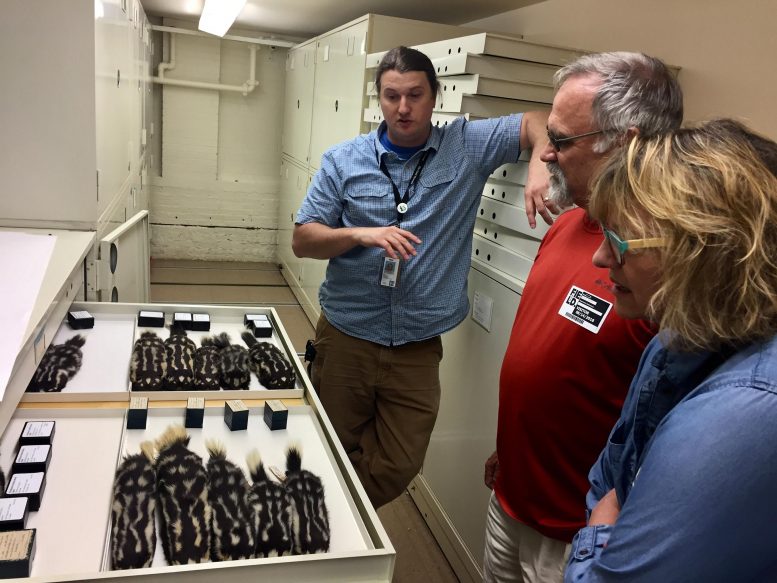 O Museu Adam Ferguson Field descobriu espécimes de Skunk