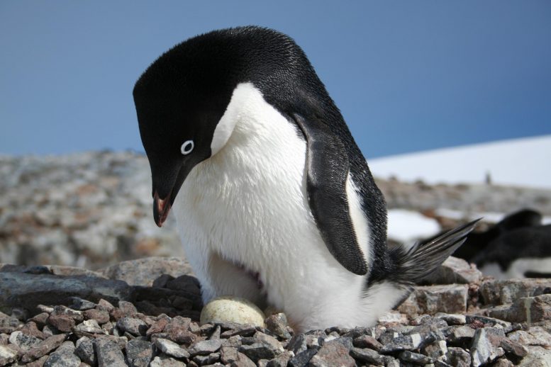 Adelie Penguins Antarctic Peninsula