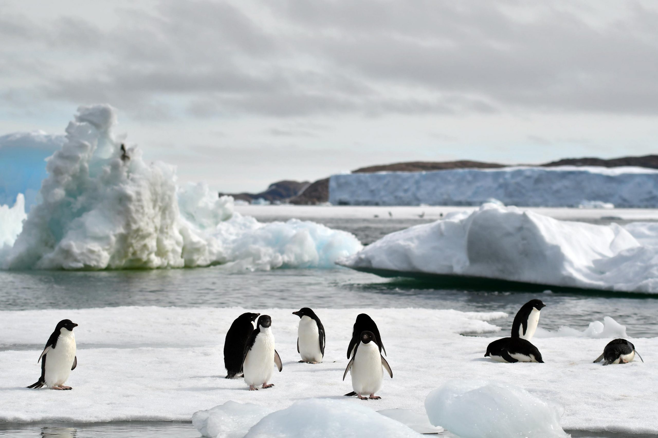 Антарктическое государство. Северный полюс Арктика и Антарктика. Северный Ледовитый океан пингвины. Антарктида материк пингвины. Северный полюс Северный Ледовитый океан.