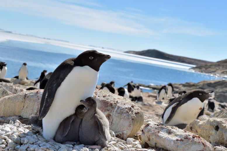 Adelie Penguins Lutzow Holm Bay