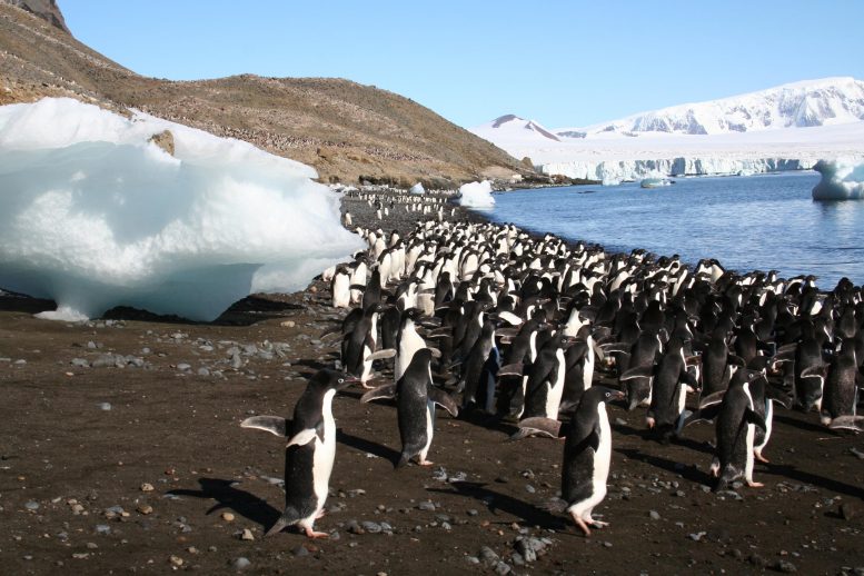 Adelie Penguins on Antarctic Peninsula